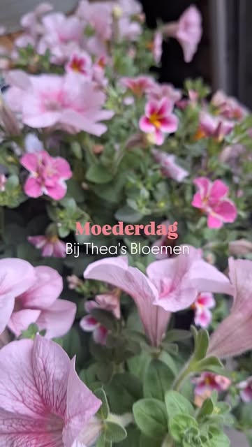 Petunia’s (Moederdag)